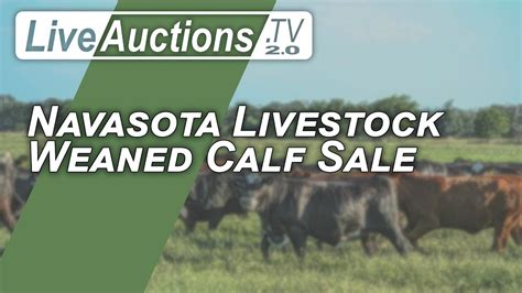 navasota livestock live auction aug 12 2023